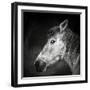 Bella-Piet Flour-Framed Photographic Print