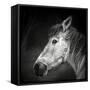 Bella-Piet Flour-Framed Stretched Canvas