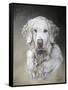 Bella-Rusty Frentner-Framed Stretched Canvas