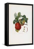 Belle De Havre (Apple), from Traite Des Arbres Fruitiers, 1807-1835-Pierre Jean Francois Turpin-Framed Stretched Canvas