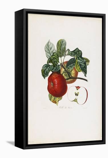 Belle De Havre (Apple), from Traite Des Arbres Fruitiers, 1807-1835-Pierre Jean Francois Turpin-Framed Stretched Canvas