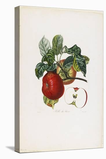 Belle De Havre (Apple), from Traite Des Arbres Fruitiers, 1807-1835-Pierre Jean Francois Turpin-Stretched Canvas
