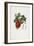 Belle De Havre (Apple), from Traite Des Arbres Fruitiers, 1807-1835-Pierre Jean Francois Turpin-Framed Giclee Print