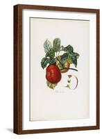 Belle De Havre (Apple), from Traite Des Arbres Fruitiers, 1807-1835-Pierre Jean Francois Turpin-Framed Giclee Print