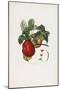Belle De Havre (Apple), from Traite Des Arbres Fruitiers, 1807-1835-Pierre Jean Francois Turpin-Mounted Giclee Print