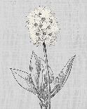 Pure Garden - Bloom-Belle Poesia-Giclee Print