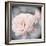 Belle Rose I-Linda Wood-Framed Giclee Print