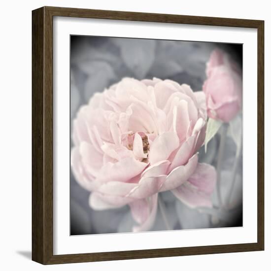 Belle Rose I-Linda Wood-Framed Giclee Print