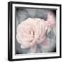 Belle Rose I-Linda Wood-Framed Giclee Print