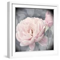 Belle Rose I-Linda Wood-Framed Giclee Print