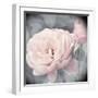 Belle Rose I-Linda Wood-Framed Giclee Print