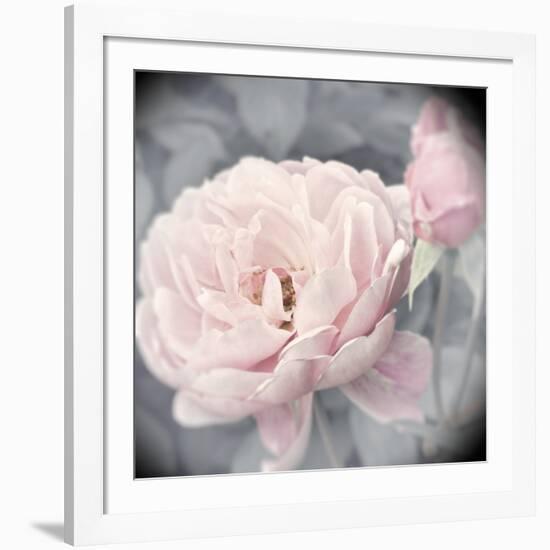 Belle Rose I-Linda Wood-Framed Giclee Print