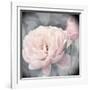 Belle Rose I-Linda Wood-Framed Giclee Print