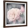 Belle Rose I-Linda Wood-Framed Giclee Print