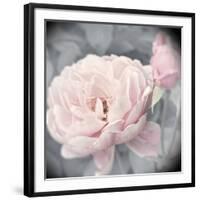 Belle Rose I-Linda Wood-Framed Giclee Print