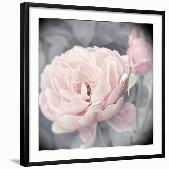 Belle Rose I-Linda Wood-Framed Giclee Print