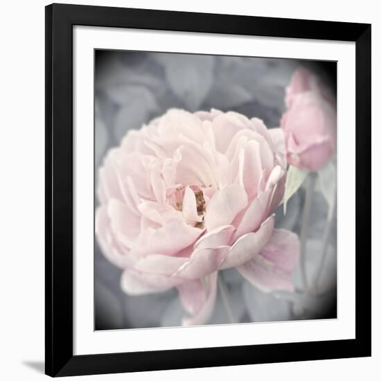 Belle Rose I-Linda Wood-Framed Giclee Print