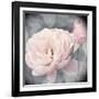 Belle Rose I-Linda Wood-Framed Giclee Print