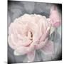 Belle Rose I-Linda Wood-Mounted Giclee Print