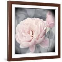 Belle Rose I-Linda Wood-Framed Giclee Print