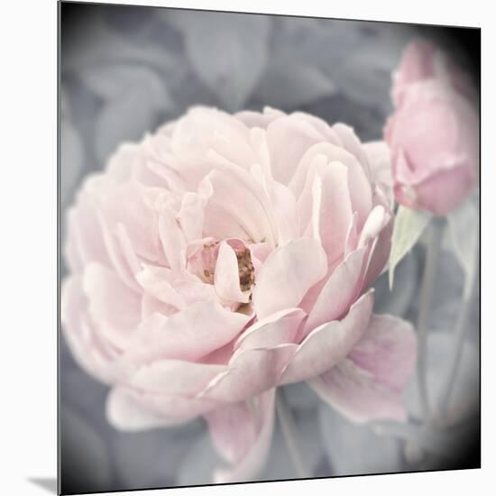 Belle Rose I-Linda Wood-Mounted Giclee Print