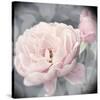 Belle Rose I-Linda Wood-Stretched Canvas