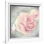 Belle Rose II-Linda Wood-Framed Giclee Print