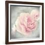 Belle Rose II-Linda Wood-Framed Giclee Print