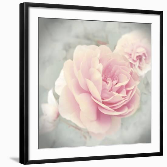 Belle Rose II-Linda Wood-Framed Giclee Print