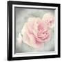 Belle Rose II-Linda Wood-Framed Giclee Print