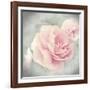 Belle Rose II-Linda Wood-Framed Giclee Print