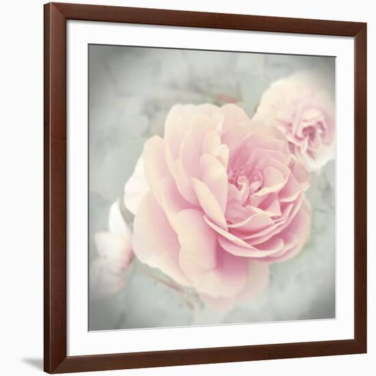 Belle Rose II-Linda Wood-Framed Giclee Print