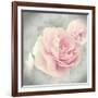 Belle Rose II-Linda Wood-Framed Giclee Print