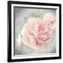 Belle Rose II-Linda Wood-Framed Giclee Print