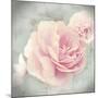 Belle Rose II-Linda Wood-Mounted Giclee Print