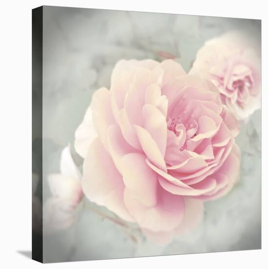 Belle Rose II-Linda Wood-Stretched Canvas