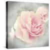 Belle Rose II-Linda Wood-Stretched Canvas