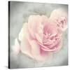 Belle Rose II-Linda Wood-Stretched Canvas