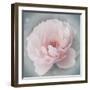 Belle Rose III-Linda Wood-Framed Giclee Print