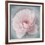 Belle Rose III-Linda Wood-Framed Giclee Print