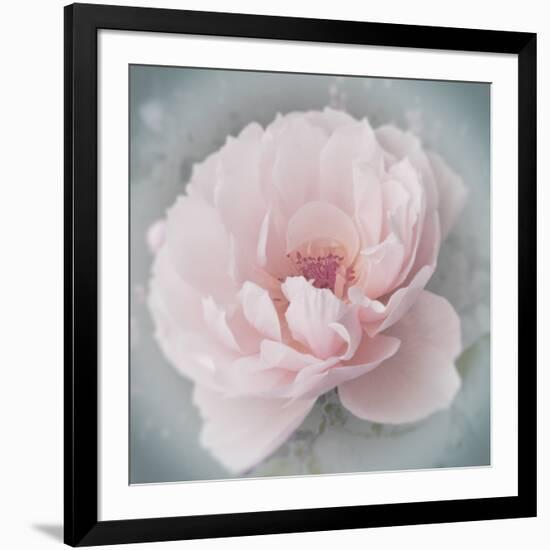 Belle Rose III-Linda Wood-Framed Giclee Print