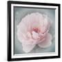 Belle Rose III-Linda Wood-Framed Giclee Print