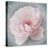 Belle Rose III-Linda Wood-Stretched Canvas