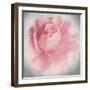 Belle Rose IV-Linda Wood-Framed Giclee Print