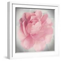 Belle Rose IV-Linda Wood-Framed Giclee Print