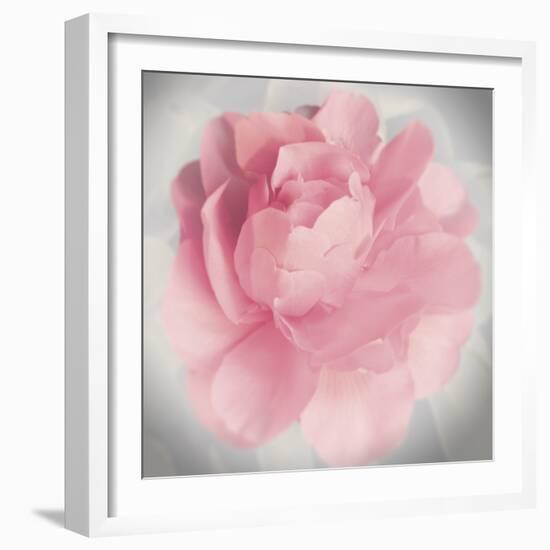 Belle Rose IV-Linda Wood-Framed Giclee Print