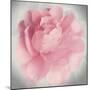 Belle Rose IV-Linda Wood-Mounted Giclee Print