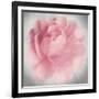 Belle Rose IV-Linda Wood-Framed Giclee Print