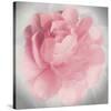 Belle Rose IV-Linda Wood-Stretched Canvas