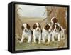 Belle's Pups-Ruane Manning-Framed Stretched Canvas